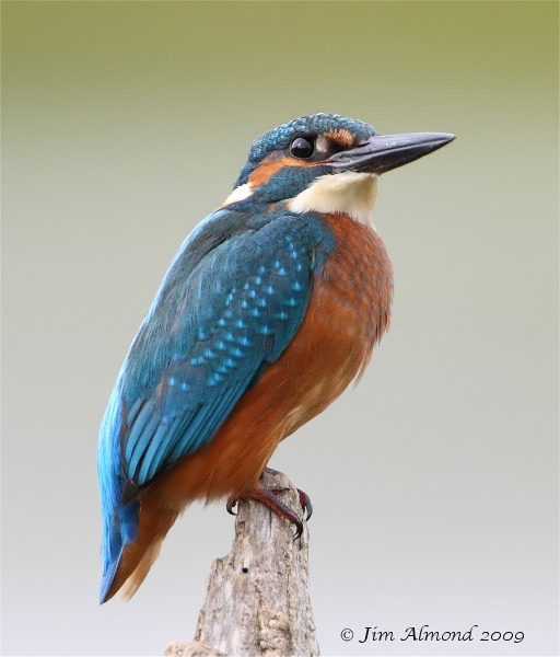 Kingfisher